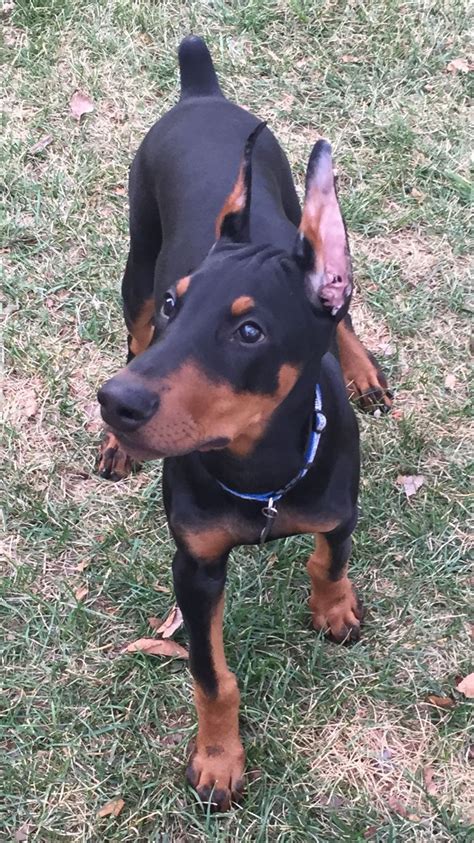 Doberman Pinscher: Intelligent and Loyal Breed