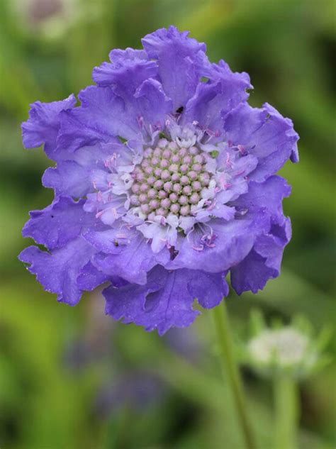 Große Garten Skabiose Fama Scabiosa caucasica Fama kaufen