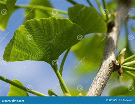 Detail Of A Green Leaves And Twig Of A Ginkgo Biloba Tree Maidenhair