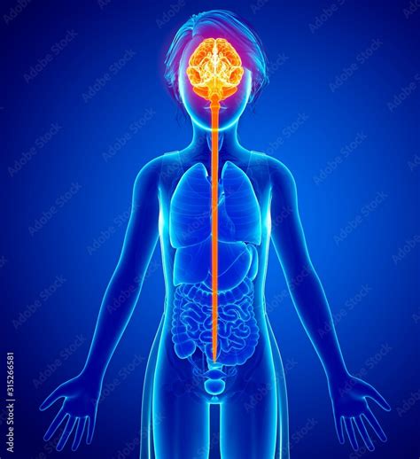 Brain and spinal cord, illustration Stock Photo | Adobe Stock