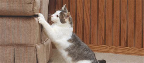 How to Stop a Cat from Scratching Furniture | Dogs, Cats, Pets