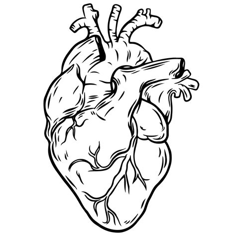 Black And White Heart Organ