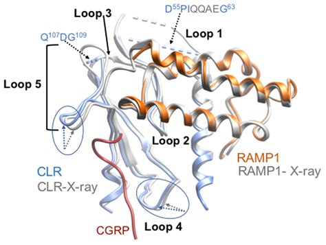 Cryo Em Structure Of The Active Gs Protein Complexed Human Cgrp