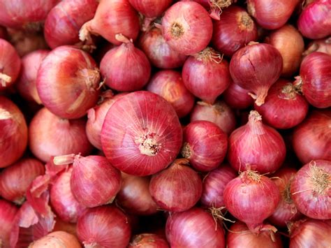 Cara Menanam Bawang Merah Di Rumah Puri Budidaya