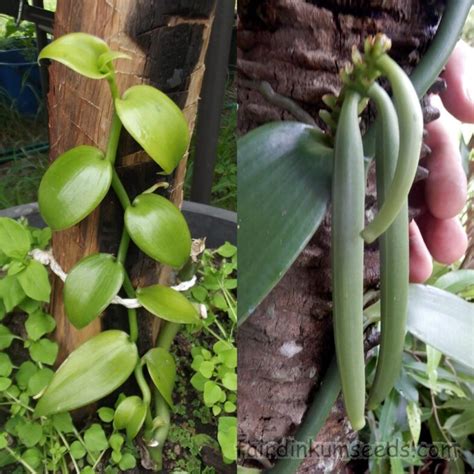 Vanilla Orchid Plant Vanilla Planifolia Cutting Fair Dinkum Seeds