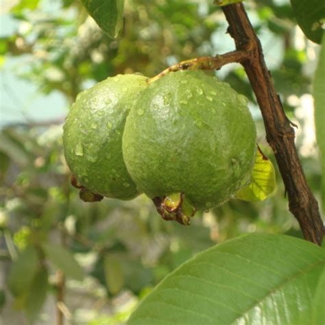 Easy Steps Of Planting A Guava Tree In 2025 Close To Nature