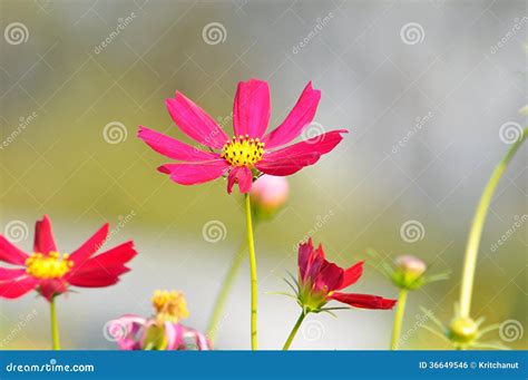 Flores Vermelhas E Cor De Rosa Do Cosmos Foto De Stock Imagem De