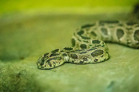 Photo Of Siamese Russell S Viper Id Royalty Free Image