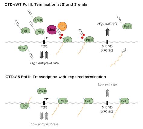 Rna Polymerase Ii Ctd Is Dispensable For Transcription And Required For