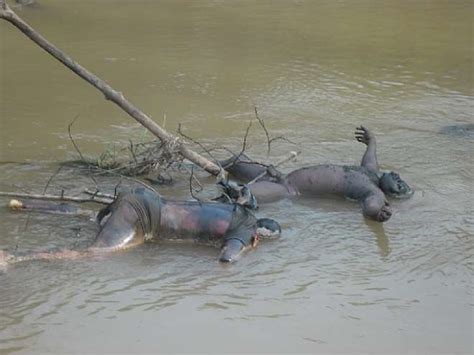 15 Bodies Found Floating On Nigerian River