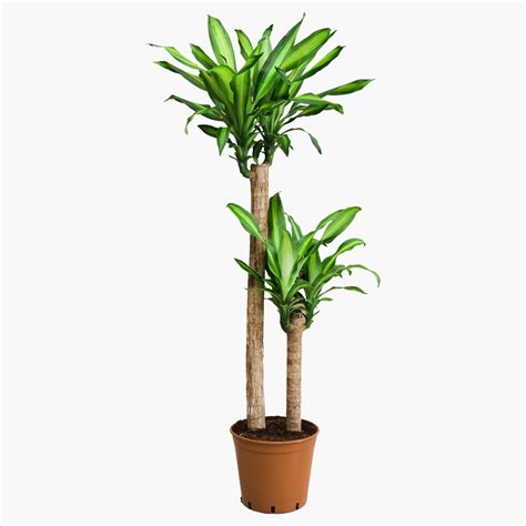 2 Gövdeli Dracena Massengena - XL (Dracena Fragrans) | Bitkim.com