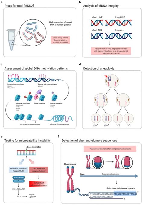 Potential applications of cfDNA repeat element analysis in cancer... | Download Scientific Diagram