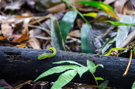 Green Pit Viper, Asian Pit Viper. Stock Image - Image of creature ...