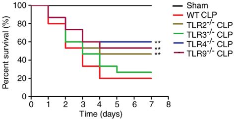 Overall Survival Of CLP Induced ALI In WT And TLR Mice Kaplan Meier