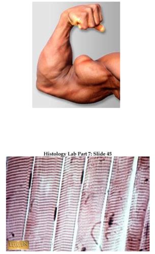 Types Of Muscle Tissue Functions Of Skeletal Muscle Properties Of