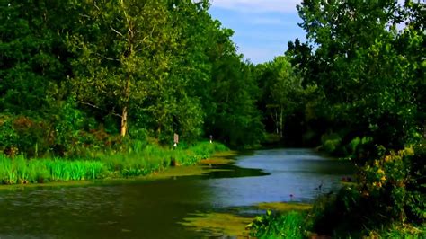 Morning Bird Songs And River Sounds For The Best Start To The Day 10