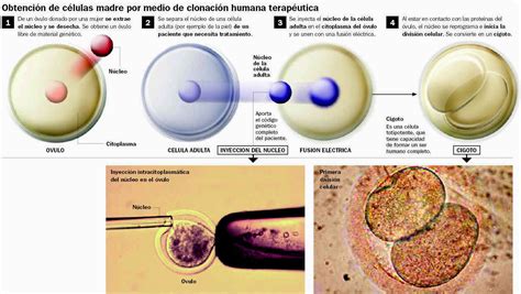 Ciencia Del Mundo Contemporáneo Patricia Tema 4 8 Células Madres Y Clonación