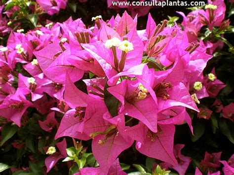 Bougainvillea Buganvilla O Bugambilia Cuidados