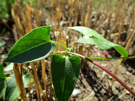 Windenknöterich Fallopia convolvulus auf einem Acker bei Brebach