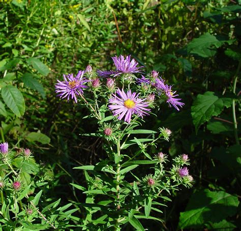 Symphyotrichum novae angliae - Alchetron, the free social encyclopedia