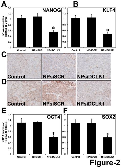 Dclk Regulates Pluripotency Sirna Mediated Knockdown Of Dclk