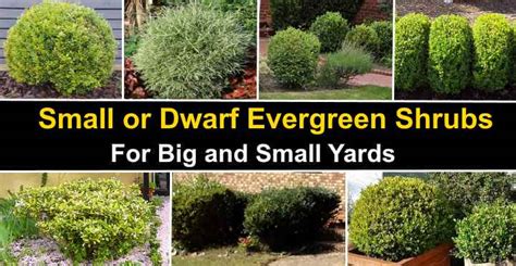 70 Small or Dwarf Evergreen Shrubs (With Pictures and Names)