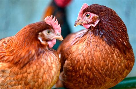Isa Brown Gallinas Ponedoras