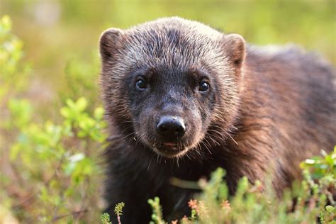 Connecting fragmented habitat is essential for wolverine conservation ...