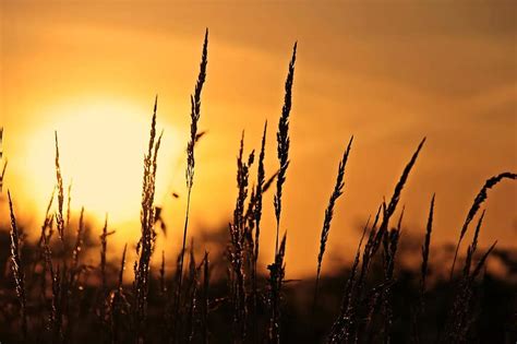 Summer Sunset Meadow Nature Landscape Sun Abendstimmung Grass