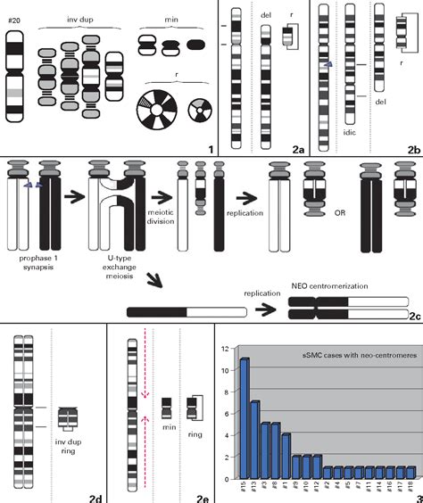 Pdf Small Supernumerary Marker Chromosomes Ssmc In Humans Semantic Scholar