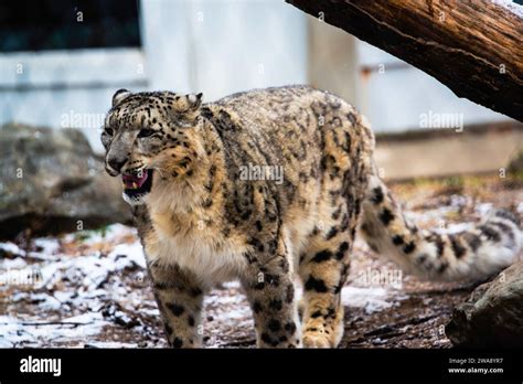 Granby, Quebec - Dec 31 2023: Beautiful snow leopard in the winter ...