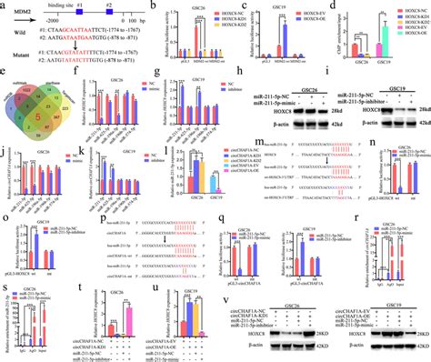 CircCHAF1A Acts As A MiRNA Sponge Of MiR 211 5p And Upregulates HOXC8