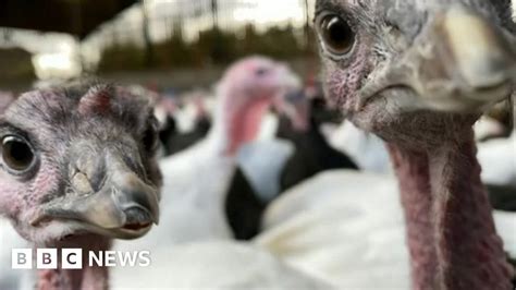 Brexit East Anglian Turkey Farmers Warn Of Christmas Shortage R