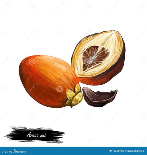 Areca Betel Nut Isolated Digital Art Illustration. Seed of Palm Areca Catechu, Chewing Betelnut ...