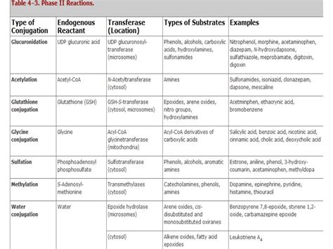 Drug metabolism