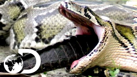 Snake Eating Human Baby At Melissa Abbott Blog