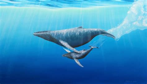 Humpback Whales Mother Calf Painting By ANDREW HASLER Saatchi Art