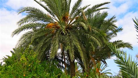 Canary Date Palm Diseases | Garden Guides