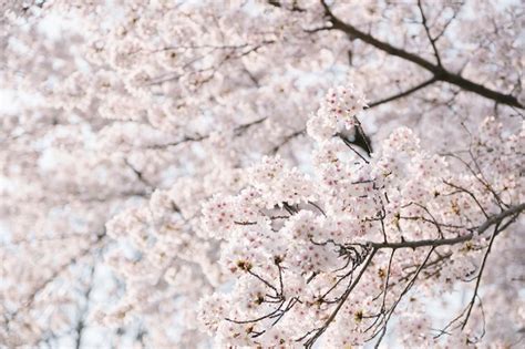 Rbol De Sakura De Cerca Foto Gratis