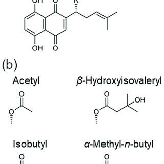 Shikonin Derivatives Produced By L Erythrorhizon A Structures Of