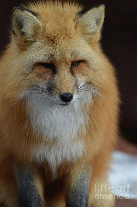 Beautiful Fluffy Red Fox Photograph By Dejavu Designs Fine Art America