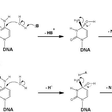 a) Mechanism of cytosine C5 atom methylation by a C5-DNA MTase. (b)... | Download Scientific Diagram