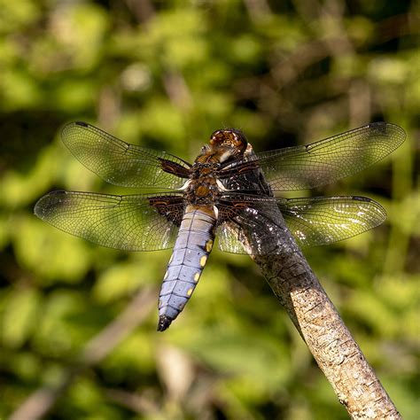 Libellula Depressa Platbuik Ouwesok Flickr