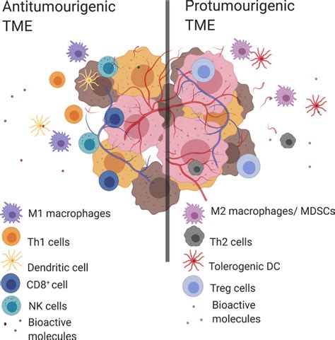 Tumor Associated Macrophages Origin Recruitment Phenotypic Diversity