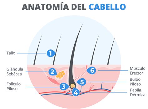 Qu Relaci N Tiene El Fol Culo Piloso Con El Injerto Capilar Elithair