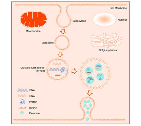 Schematic Biogenesis Of Exosomes The Intracellular Endosomes Form By