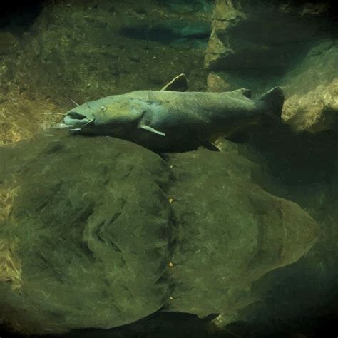 Flathead Catfish 22 – Pattern Crew