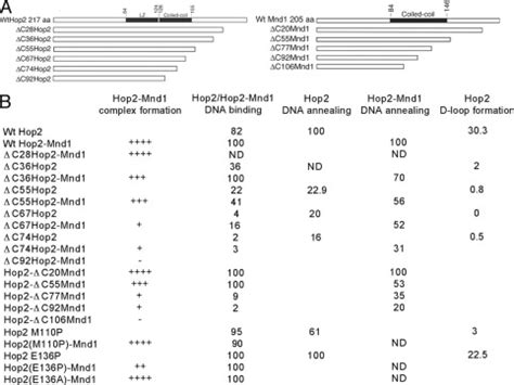 Molecular Activities Of Meiosis Specific Proteins Hop2 Mnd1 And The