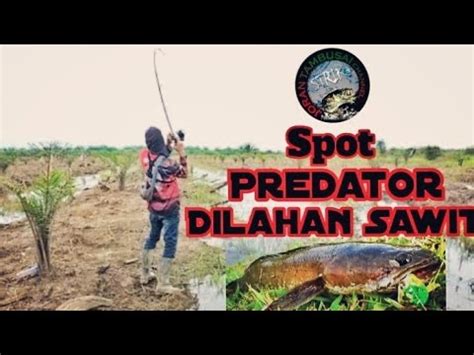 MANCING IKAN GABUS MONSTER Ll CESTING IKAN GABUS HARUAN YouTube