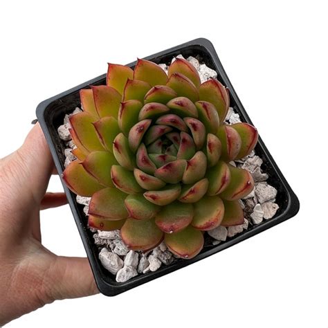 Echeveria Agavoides X Pulidonis Xl Succumom